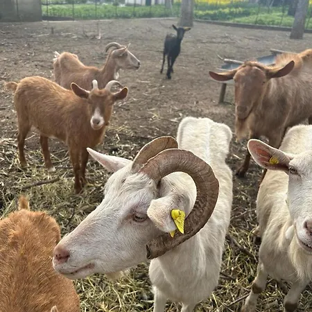 Vecchio West ベッド・アンド・ブレックファスト アジェーロラ